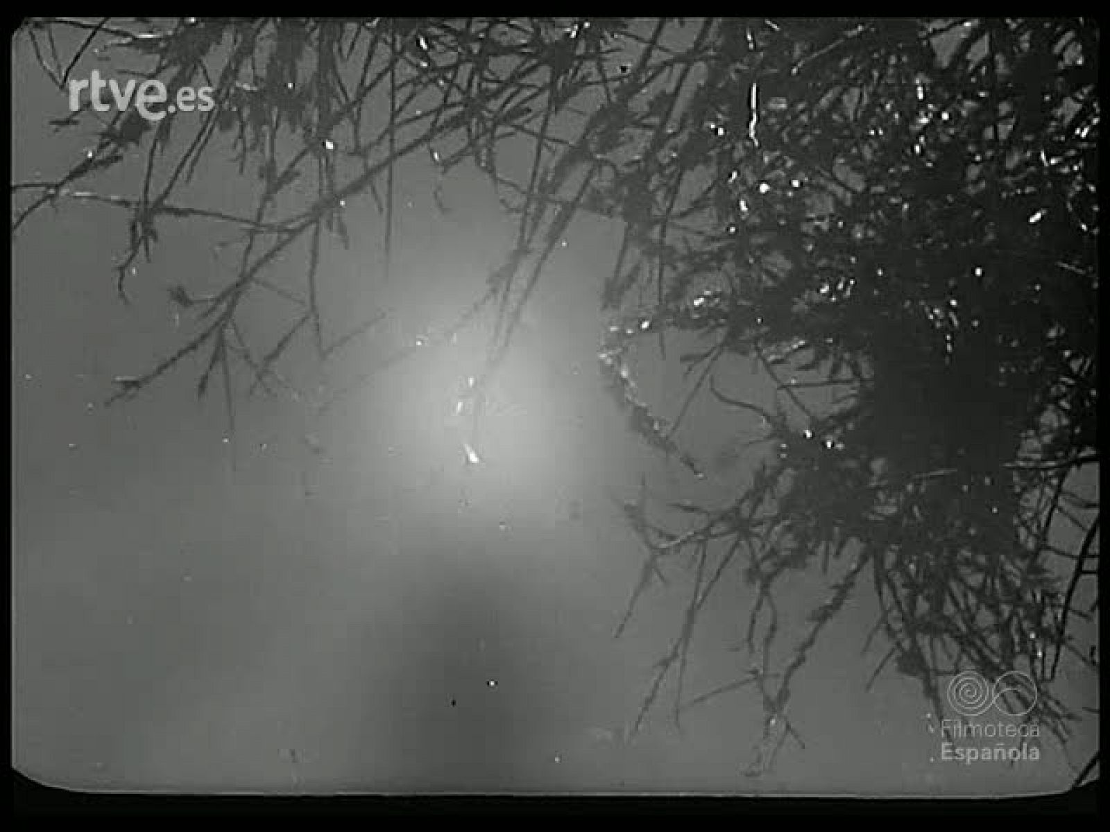 UNA PLAGA BIBLICA - Revista Imágenes | Ver