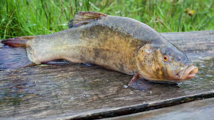 Jara y sedal - La tenca de Los Barruecos