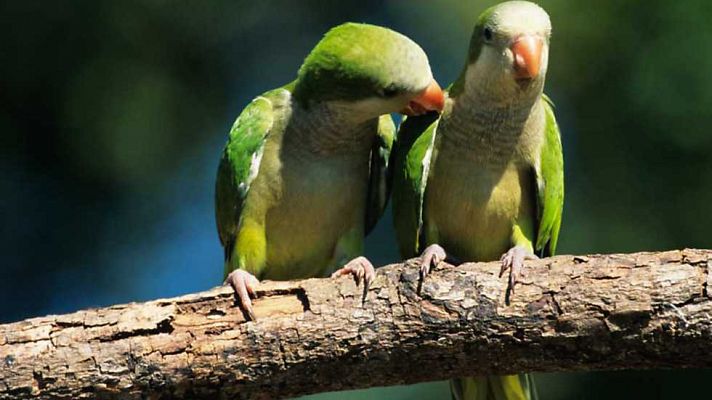 El escarabajo verde - Ciudadano pájaro