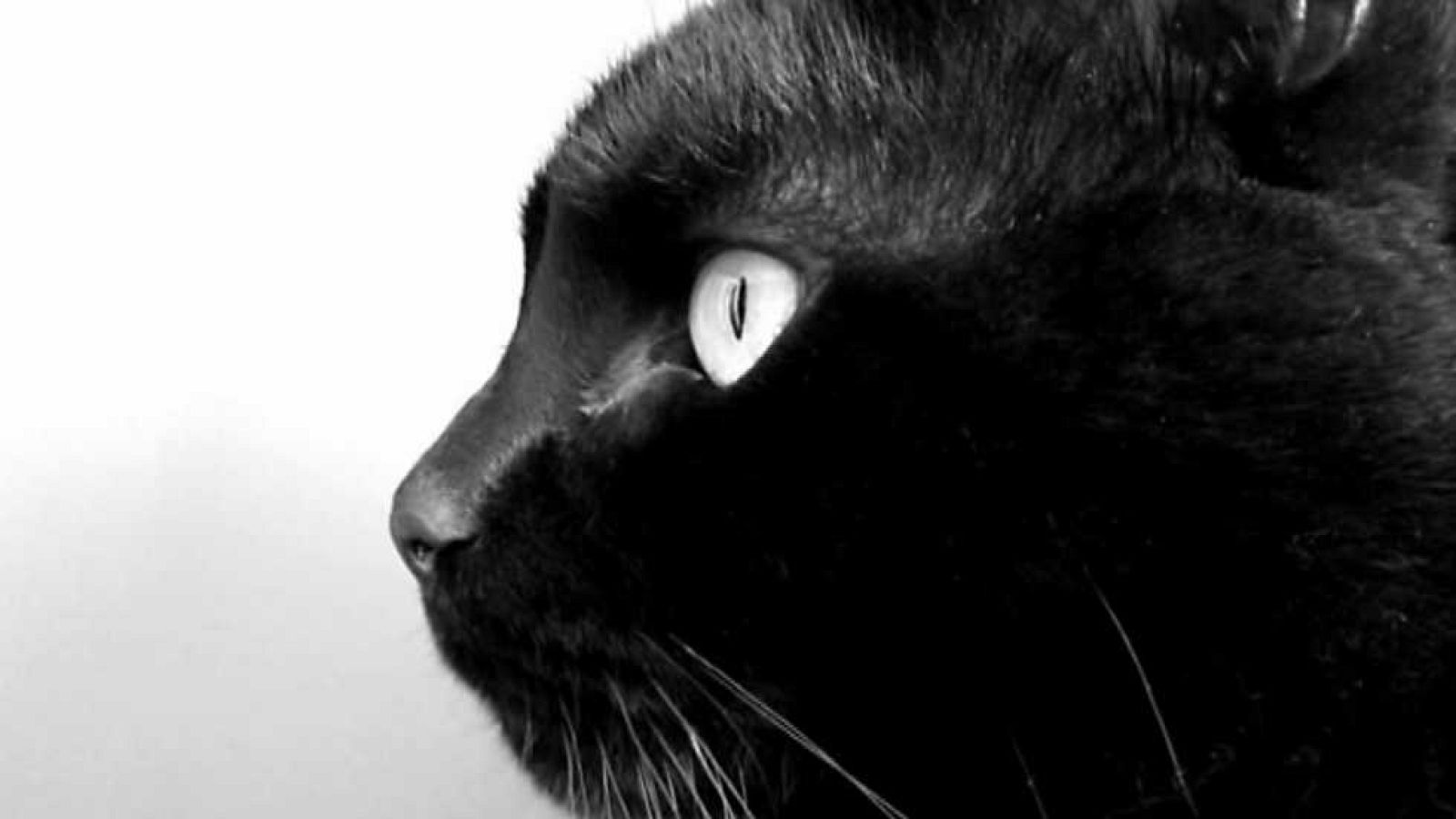 tres14 - Perros y gatos - ver ahora