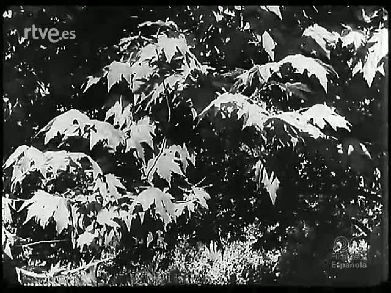 UNA RIQUEZA EN LA INDIA - Revista Imágenes | Ver