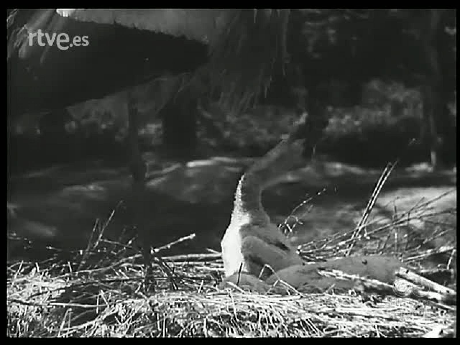 PARQUE ZOOLOGICO - Revista Imágenes | Ver