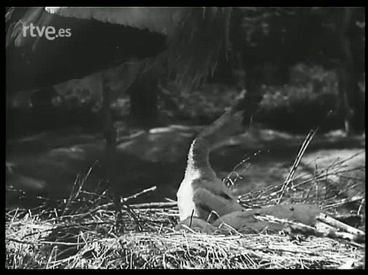 Revista Imágenes - PARQUE ZOOLOGICO