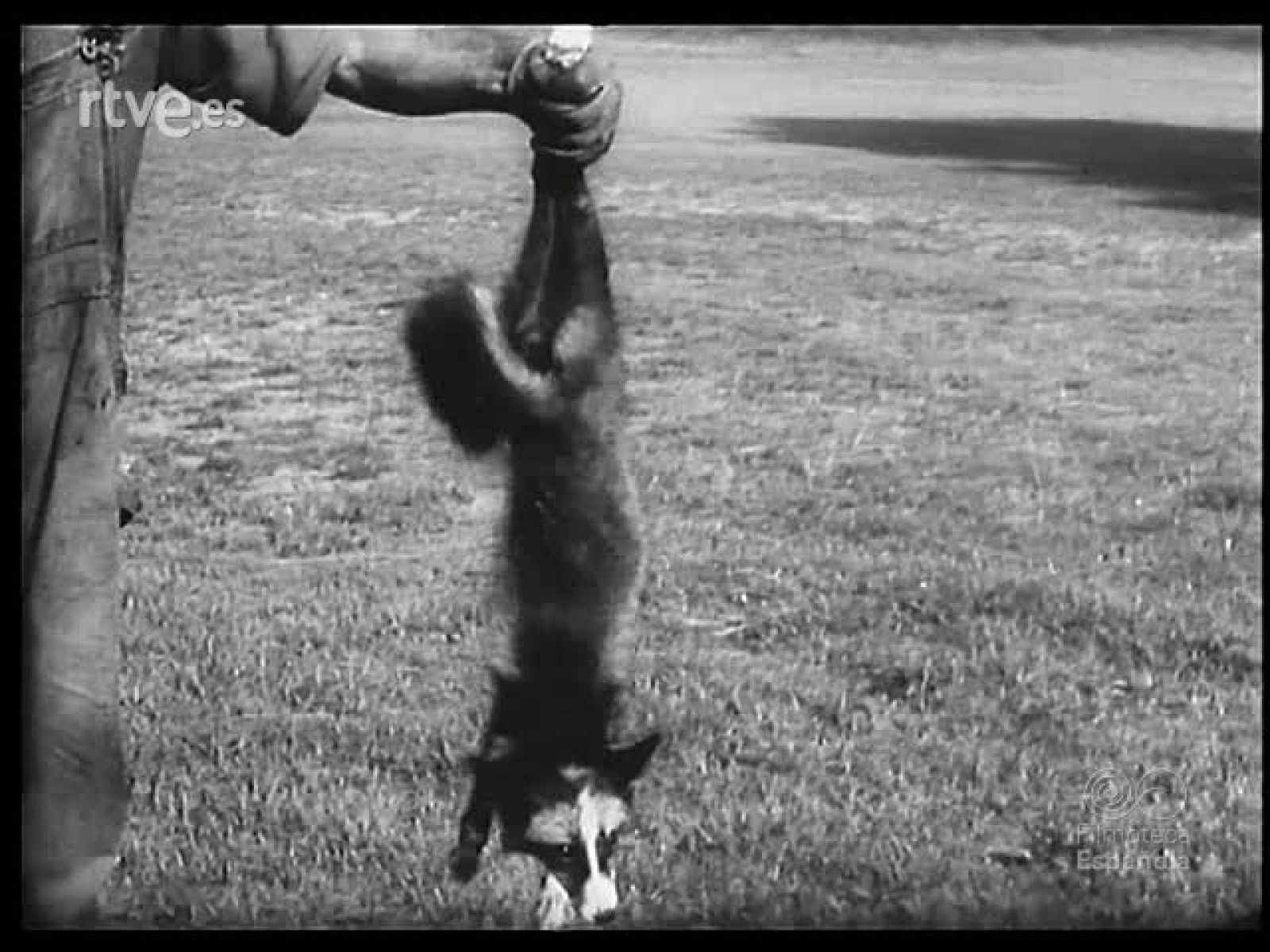 DIVERTIDO Y CURIOSO - Revista Imágenes | Ver