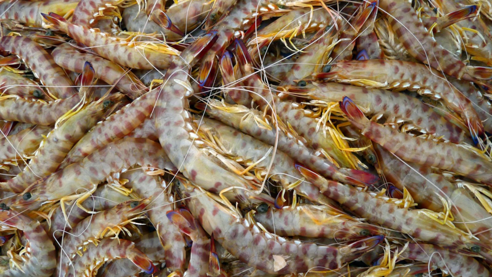 La estrella de Vinaròs, el rico langostino