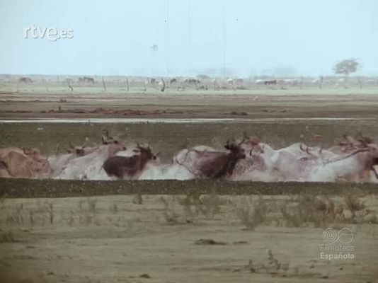 Documentales Color - APURE TIERRA DE CENTAUROS