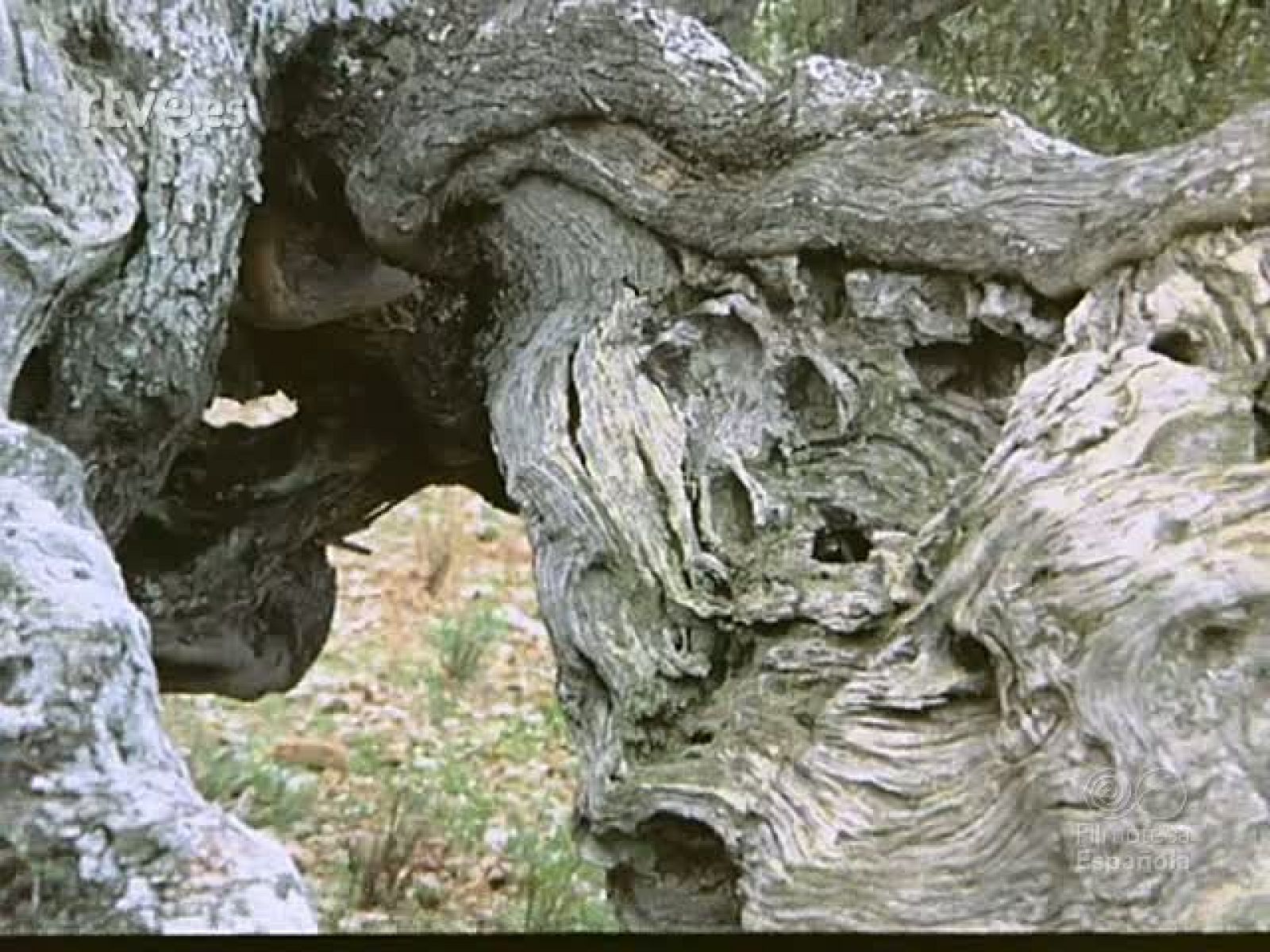 EL ACEITE DE OLIVA - Documentales Color | Ver