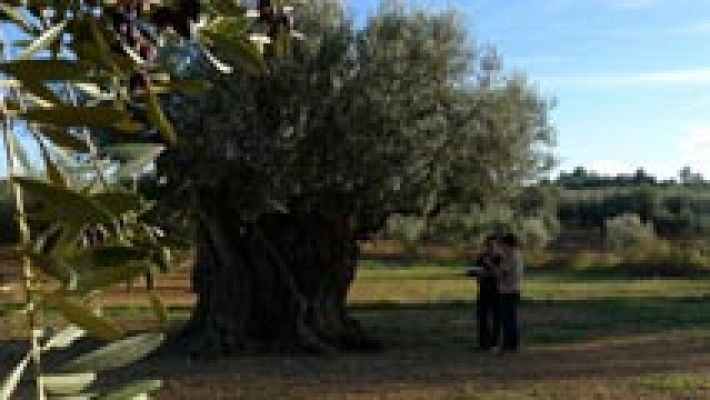 Preciosos olivos milenarios
