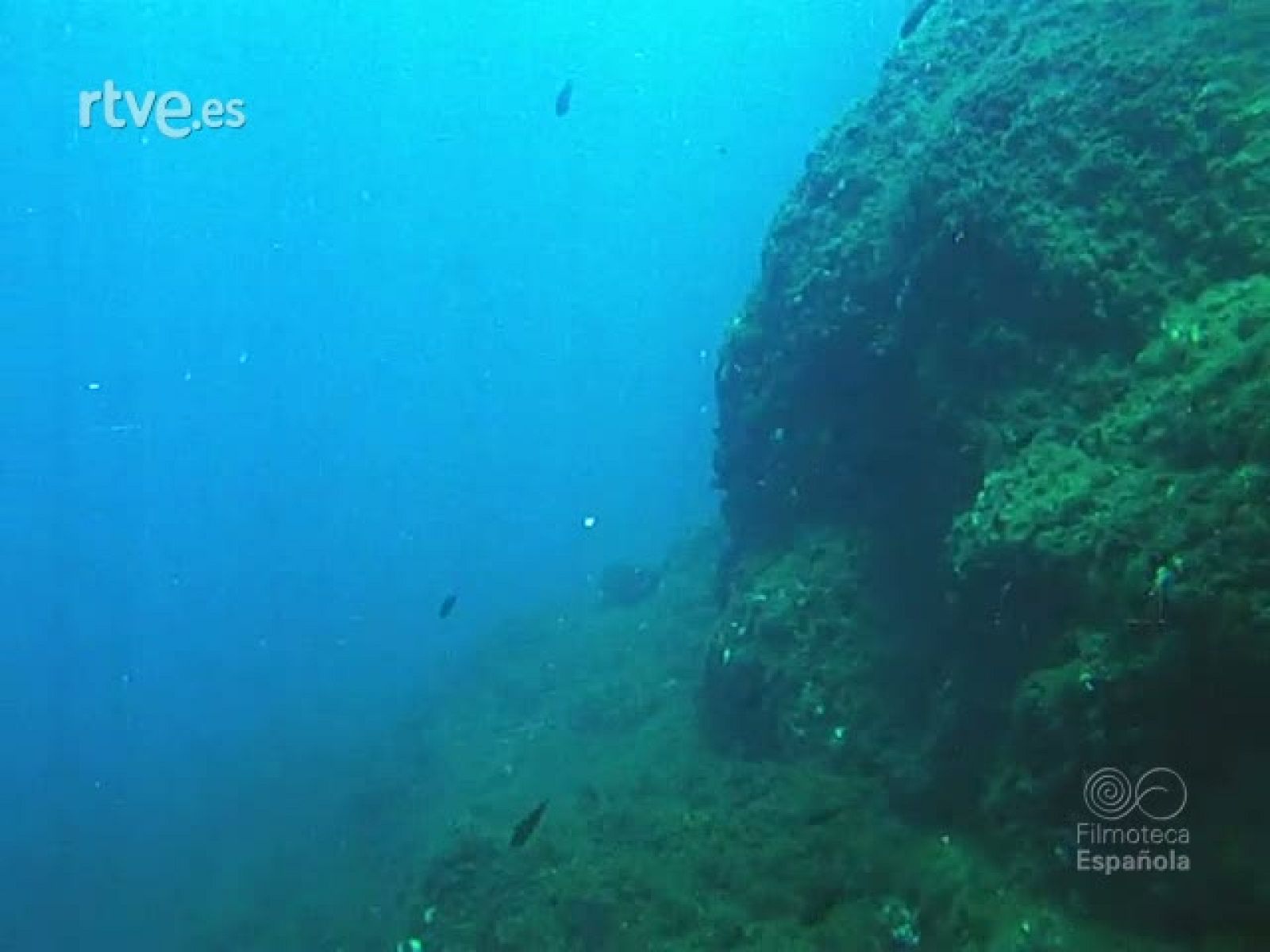 BUCEADORES DE COMBATE - Documentales Color | Ver