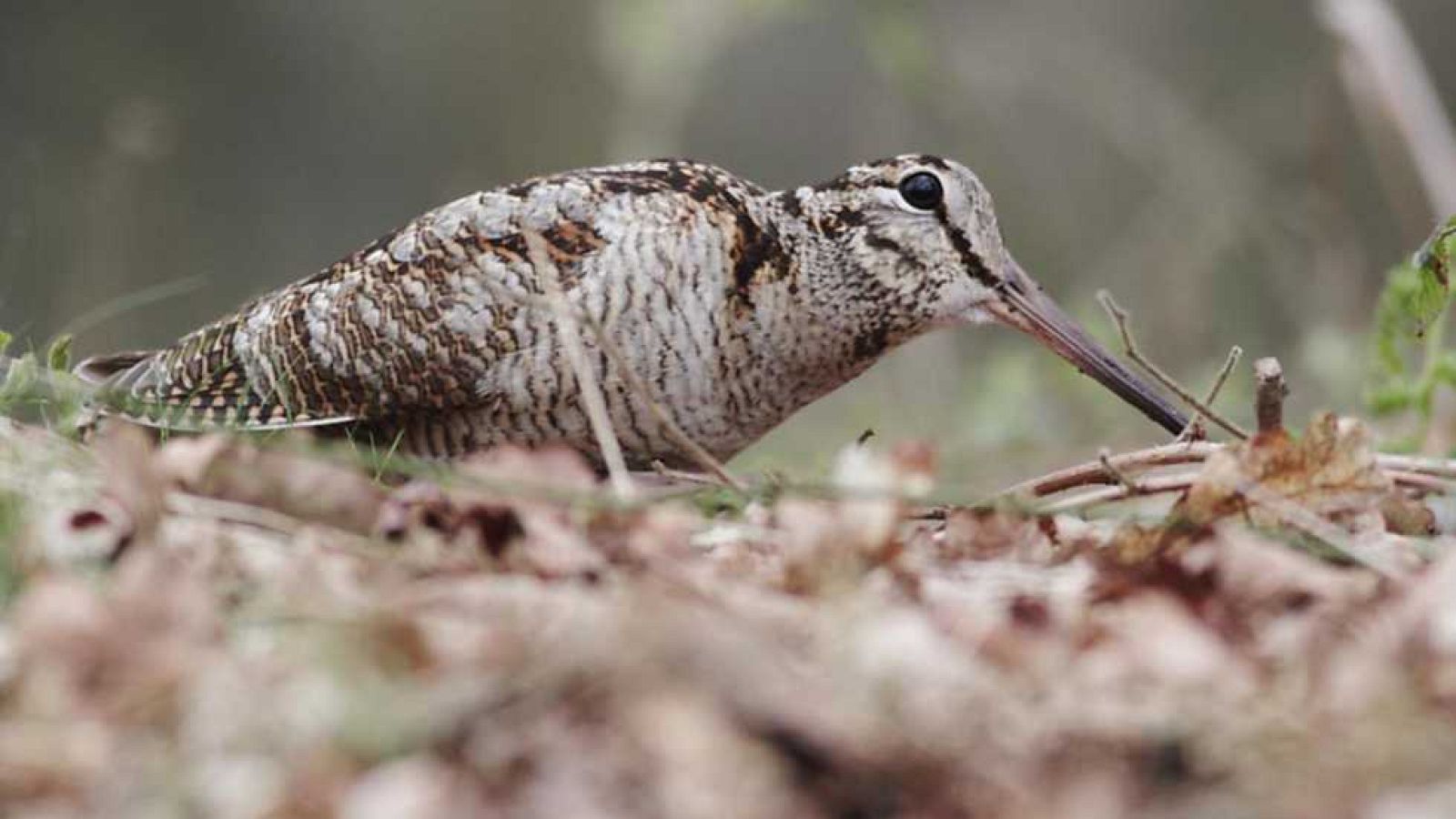 Jara y sedal - En busca de la becada - Ver ahora