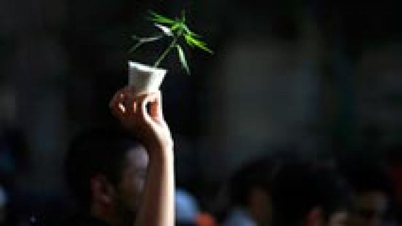 San Sebastián estrena la normativa de los clubes de cannabis