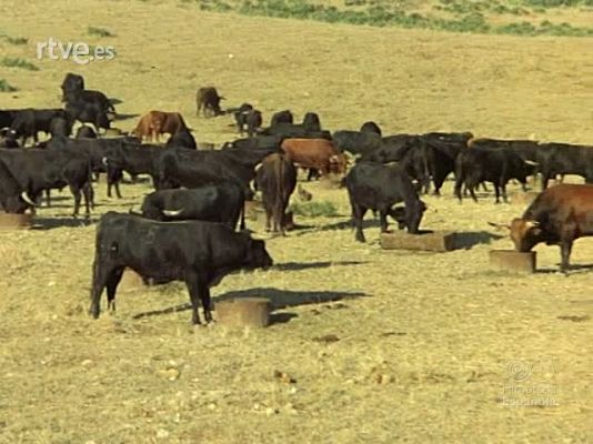 LA CORRIDA DE TOROS