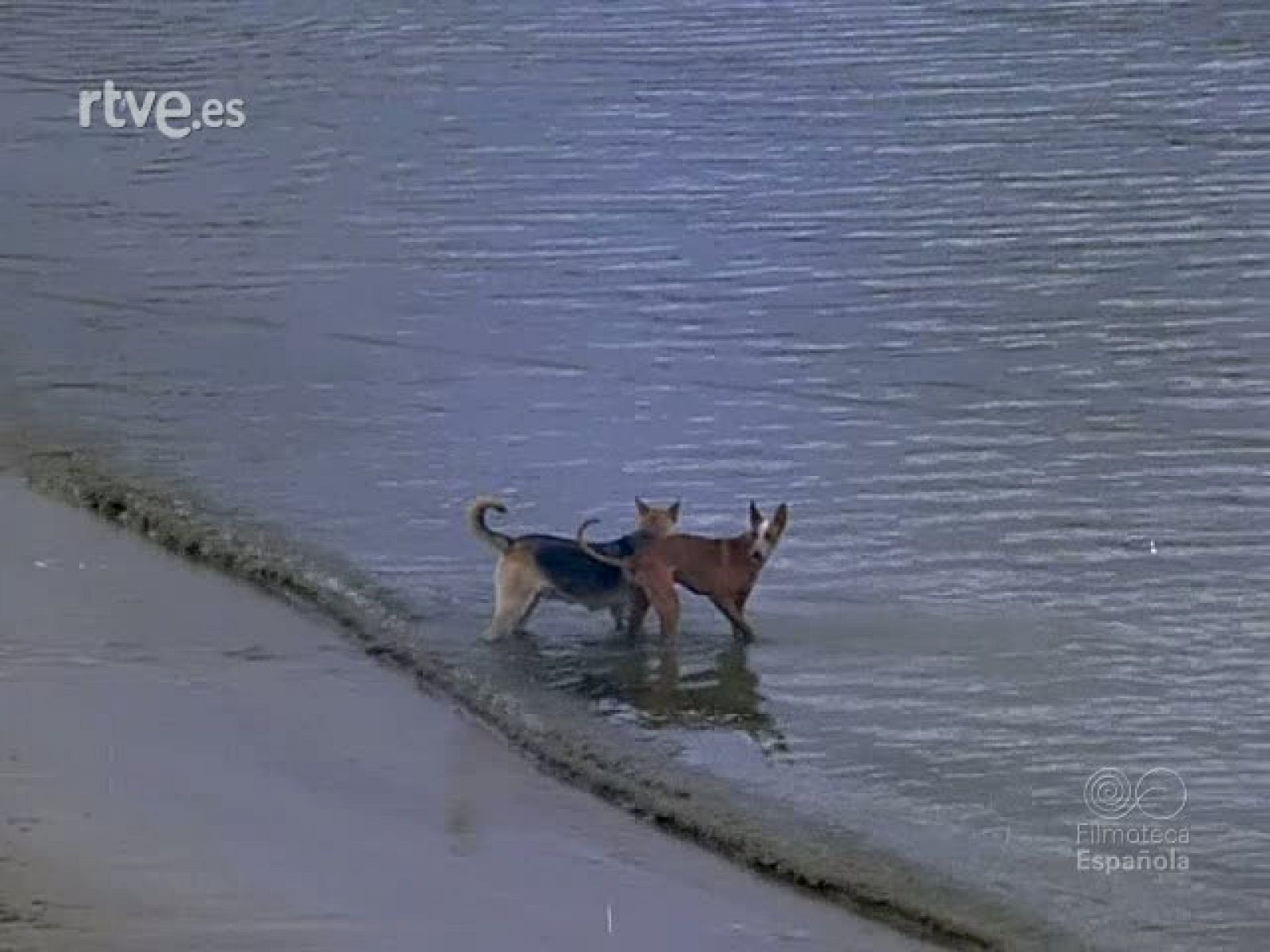 CARNAVAL EN TENERIFE - Documentales Color | Ver