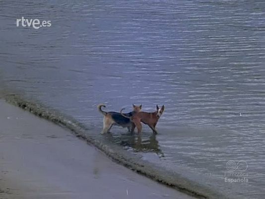 Documentales Color - CARNAVAL EN TENERIFE