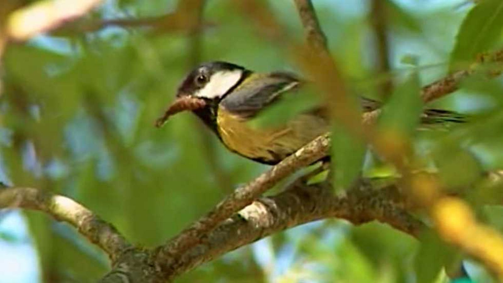El jardín viviente - Un bosque en casa - Ver ahora