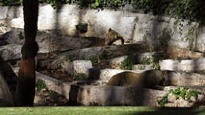 Un hombre vestido de militar se lanza a los leones  del zoo de Barcelona