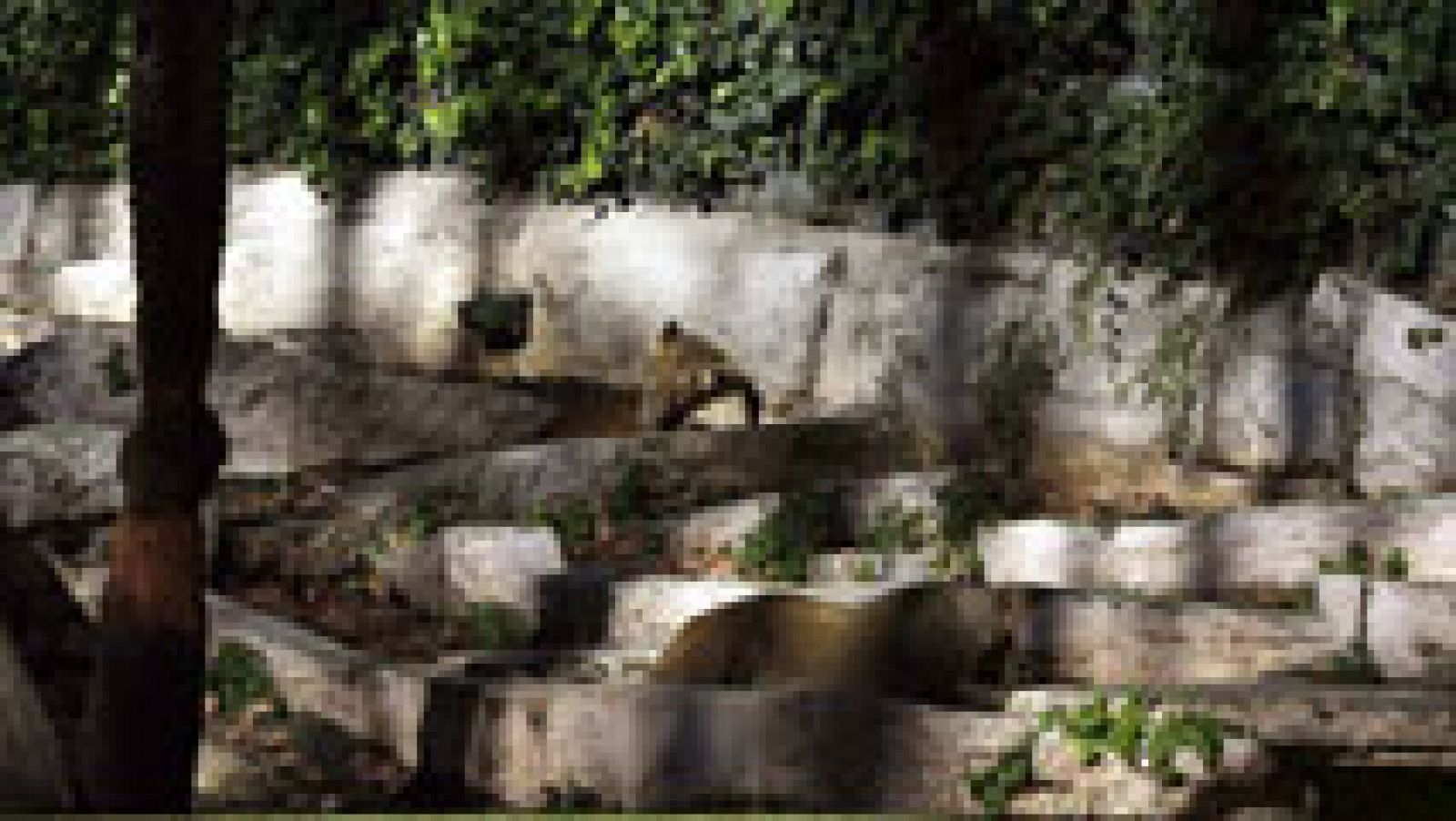 Un hombre herido al saltar al foso de los leones en el zoo de Barcelona