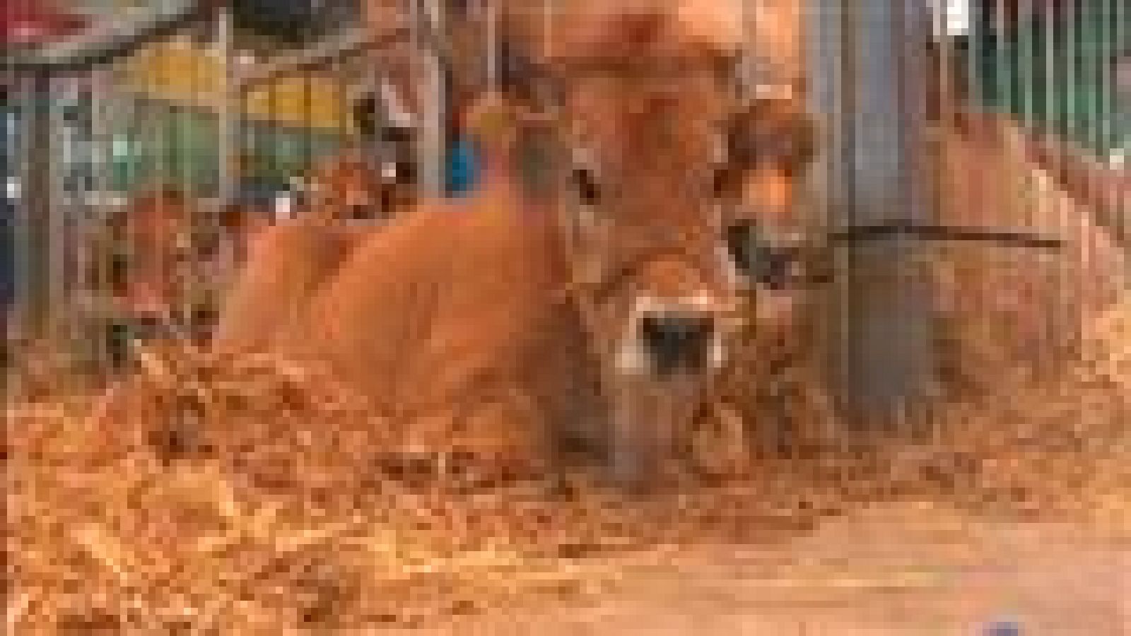 Asturias en 2' - 09/12/14 | Ver