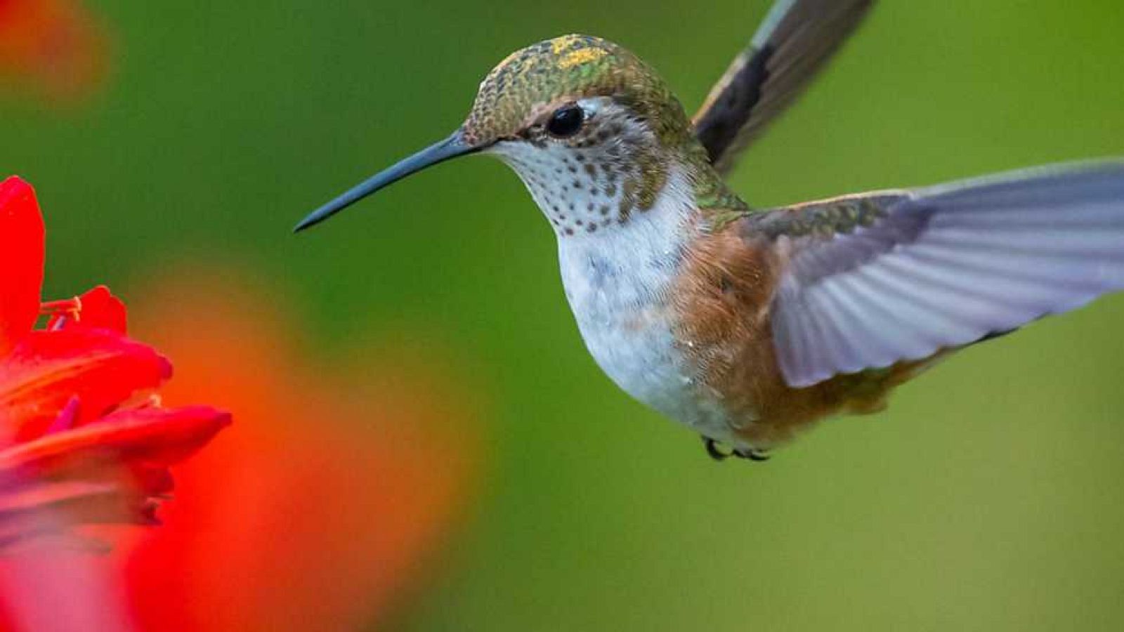 Grandes documentales - Colibries: Magia en el aire - ver ahora