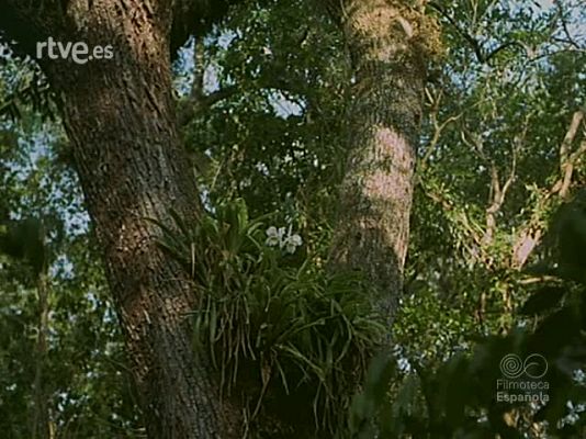 Documentales Color - LOS EVERGLADES