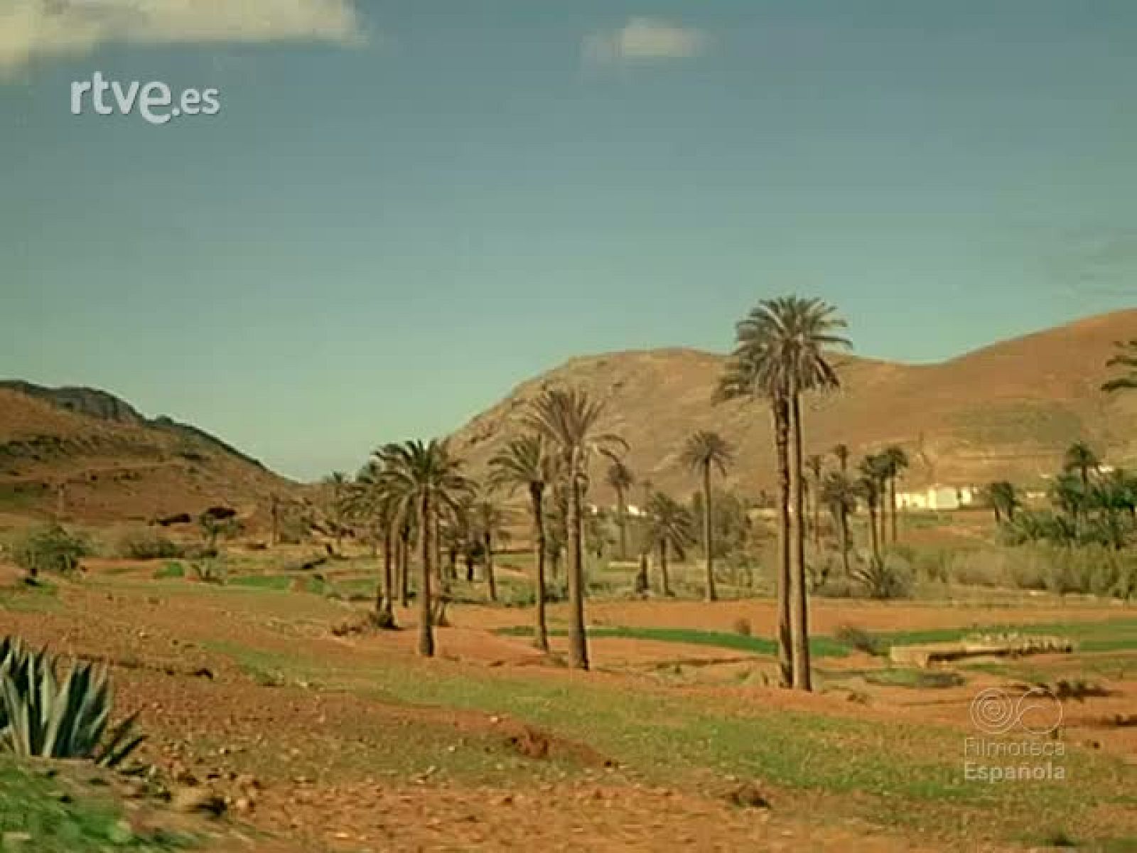 EN EL MAR DE FUERTEVENTURA - Documentales Color | Ver