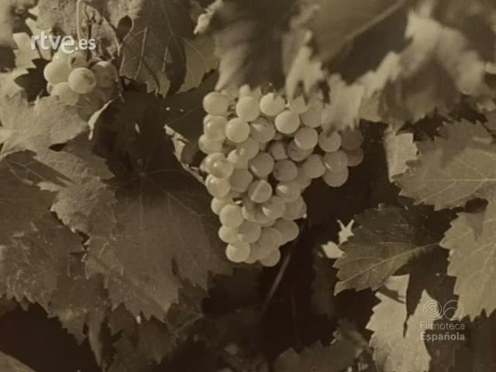 FIESTA EN MONTILLA - Documentales Color | Ver