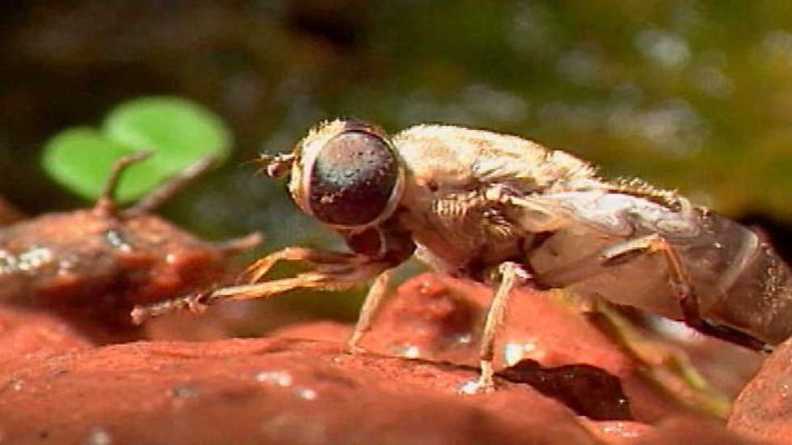 El jardín viviente - Un mundo acuático (1ª parte)