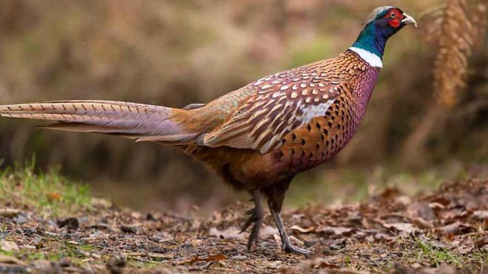 Jara y sedal - Entrenando con Eva Rius