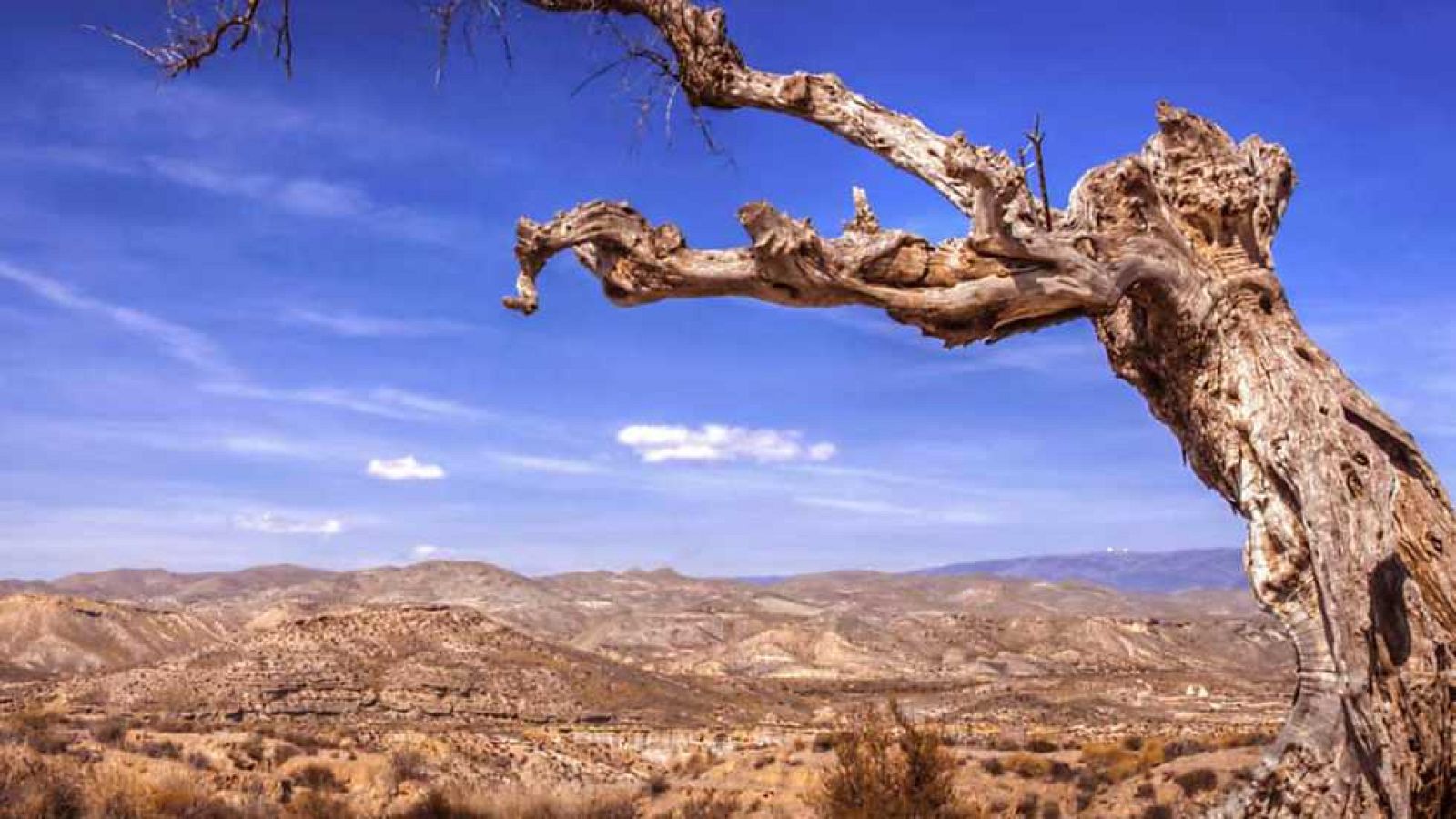 El escarabajo verde - Si los paisajes hablasen - ver ahora