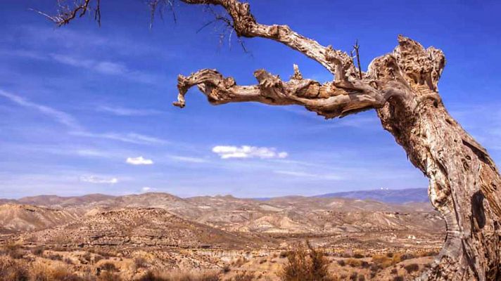El escarabajo verde - Si los paisajes hablasen