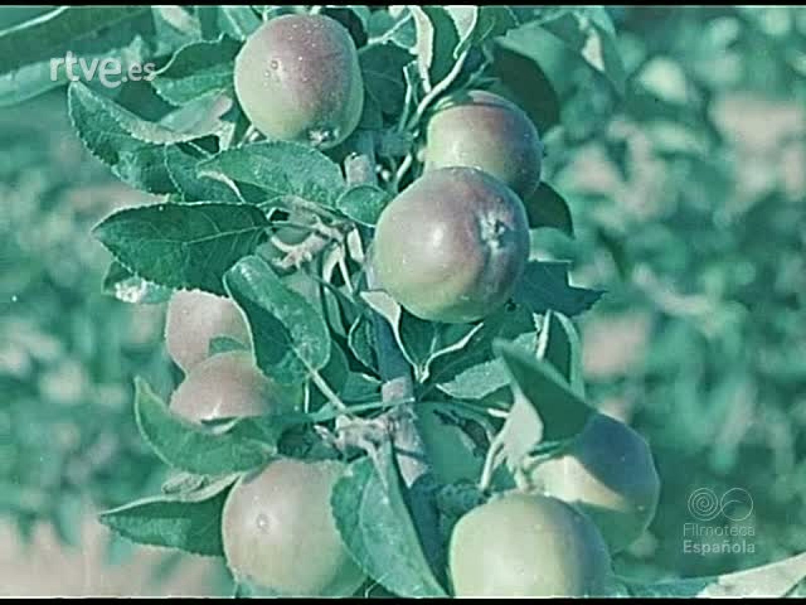 JARDINES CORCELES Y ARTE - Documentales Color | Ver