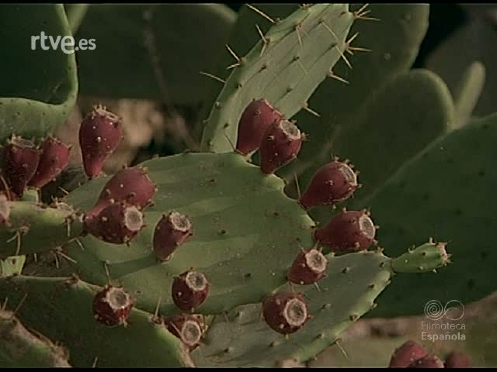 OASIS MEDITERRANEO - Documentales Color | Ver
