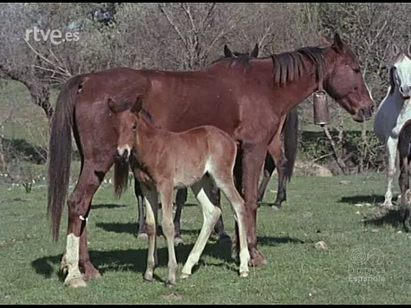 EL POEMA DE CORDOBA - Documentales Color | Ver