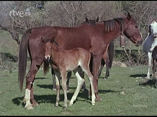 Documentales Color - EL POEMA DE CORDOBA
