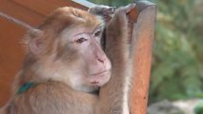 España en comunidad - Animales recuperados