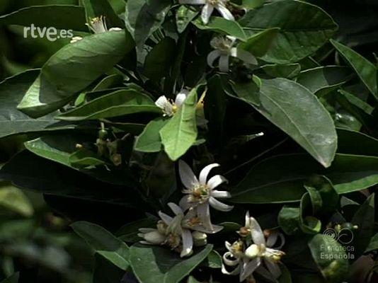 Documentales Color - VACACIONES EN BENICASIM