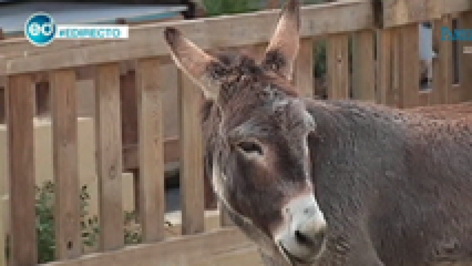 España Directo: Polémica en Lucena por el burro muerto en un belén | RTVE Play