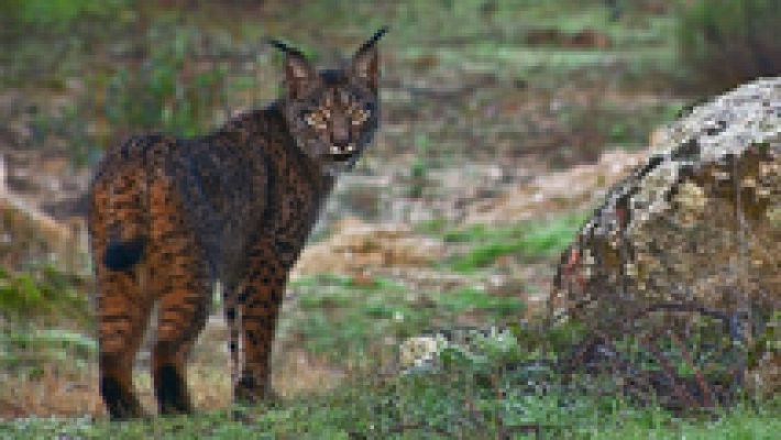 'WildMed, el último bosque mediterráneo'