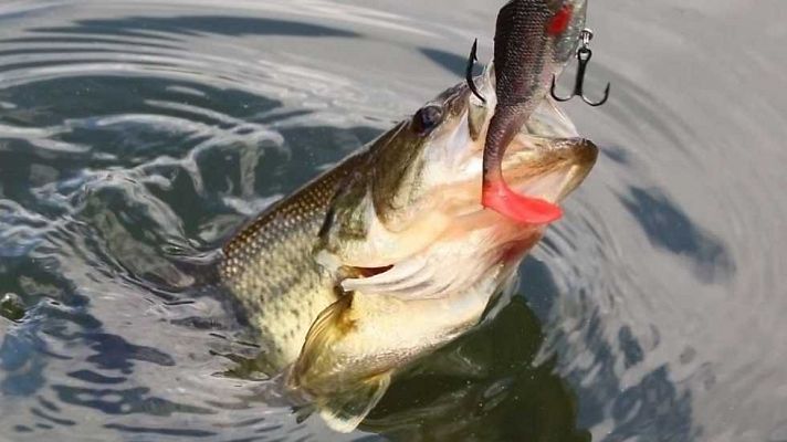 Jara y sedal - Las claves para pescar sargos