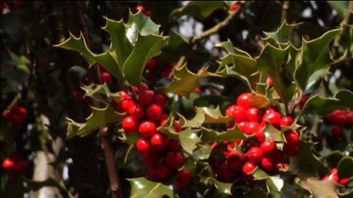 Aquí la Tierra - Acebo protegido y precioso en Soria