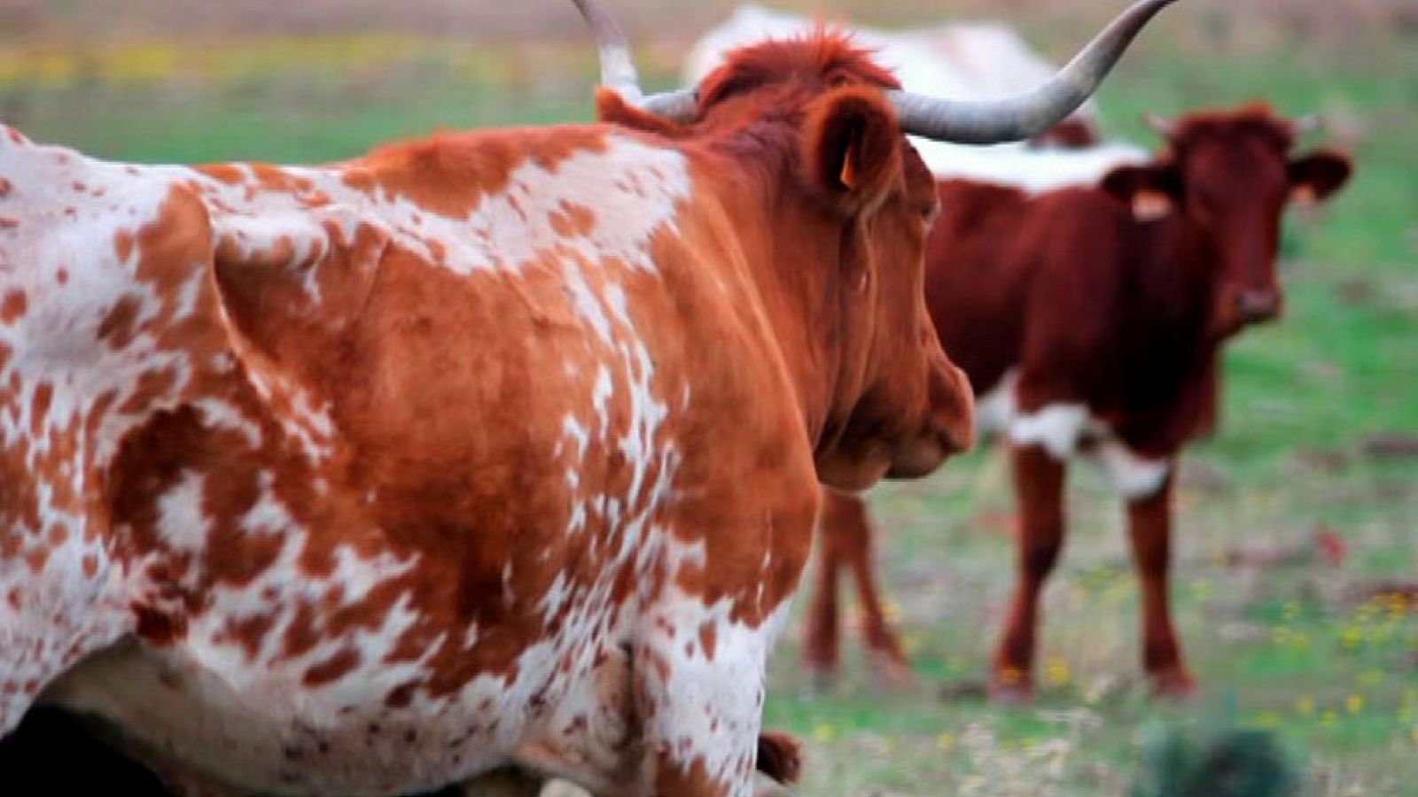 Guardianes de la Biodiversidad: Ganaderos -  ver ahora