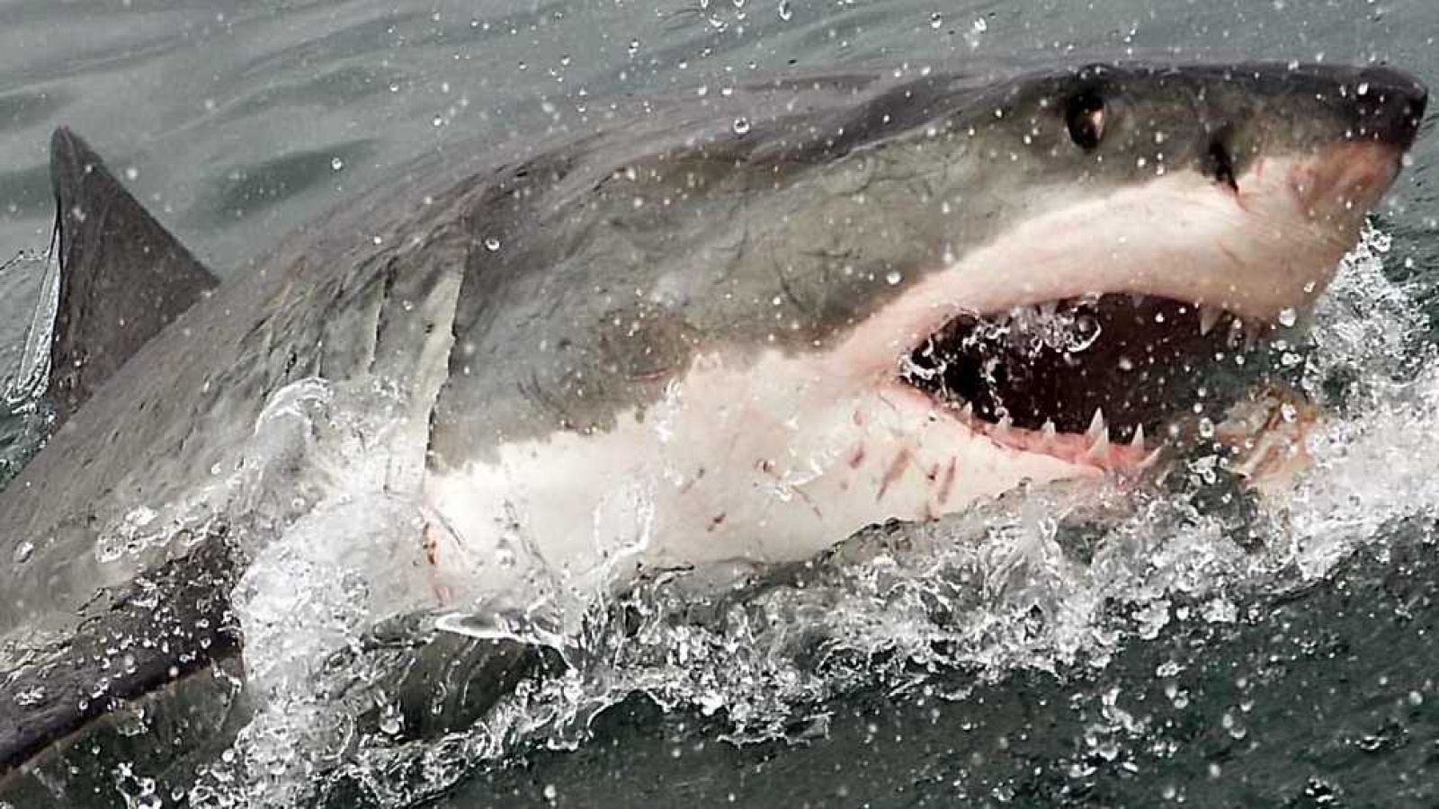 Grandes documentales - Dentro del depredador perfecto - ver ahora