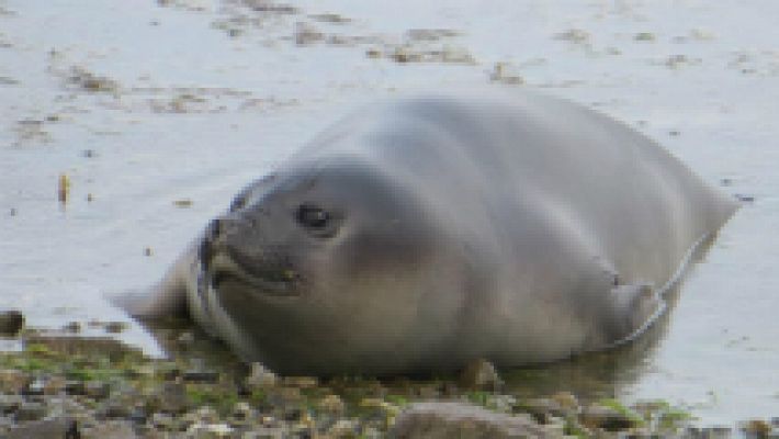 Aquí la Tierra - Elefantes marinos de la Patagonia