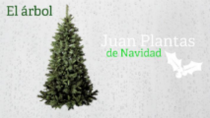 Aquí la Tierra - Juan Plantas y el abeto de Navidad