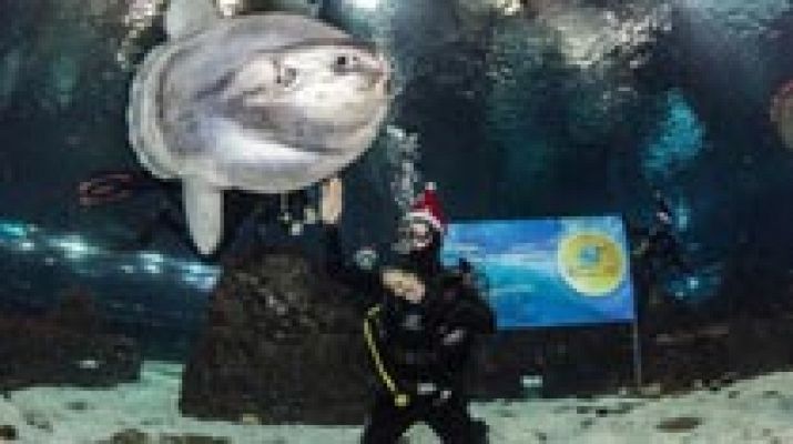 Marc Coma felicita la Navidad entre tiburones