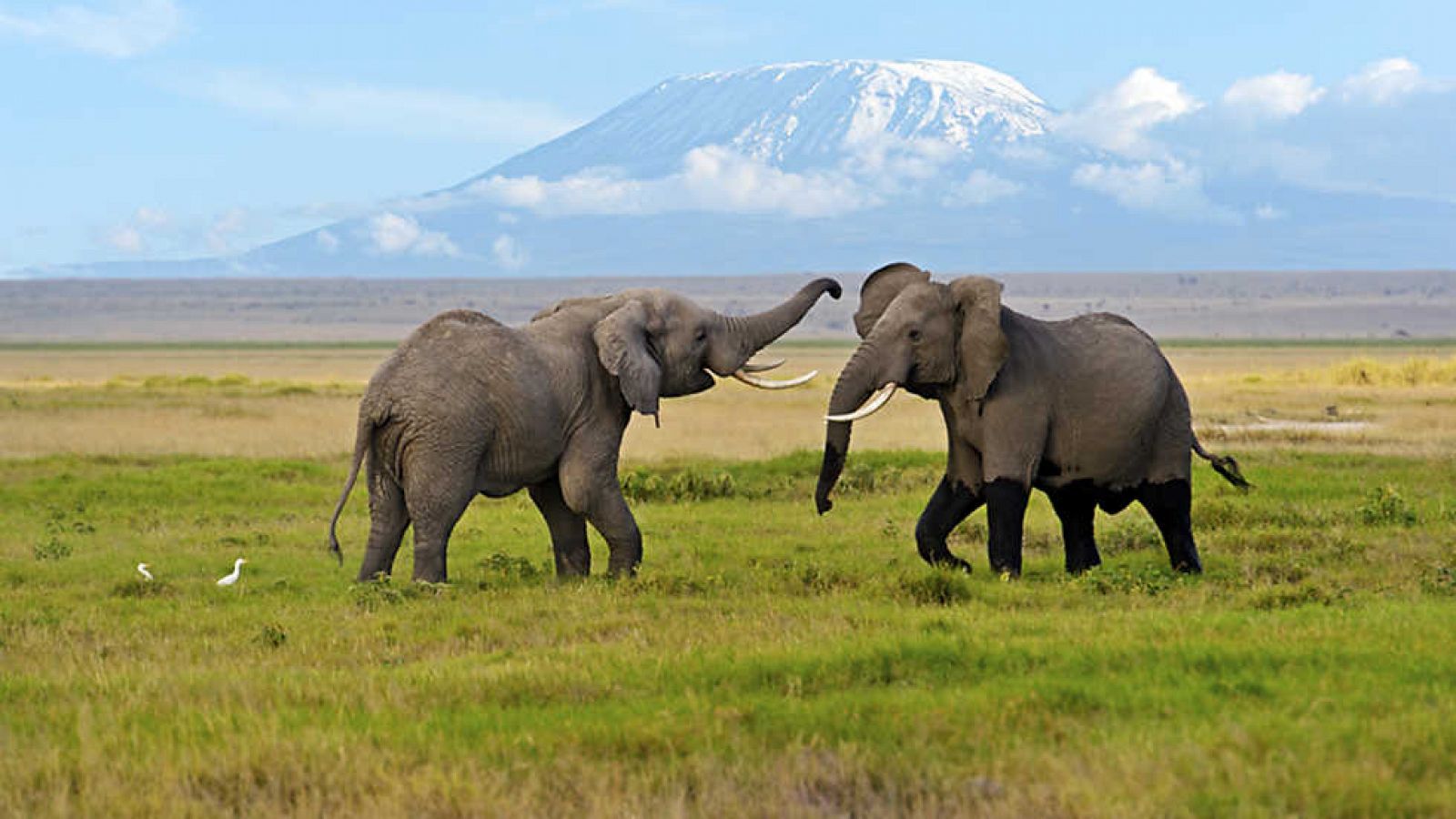 Grandes documentales - Los últimos paraísos: El Kilimanjaro