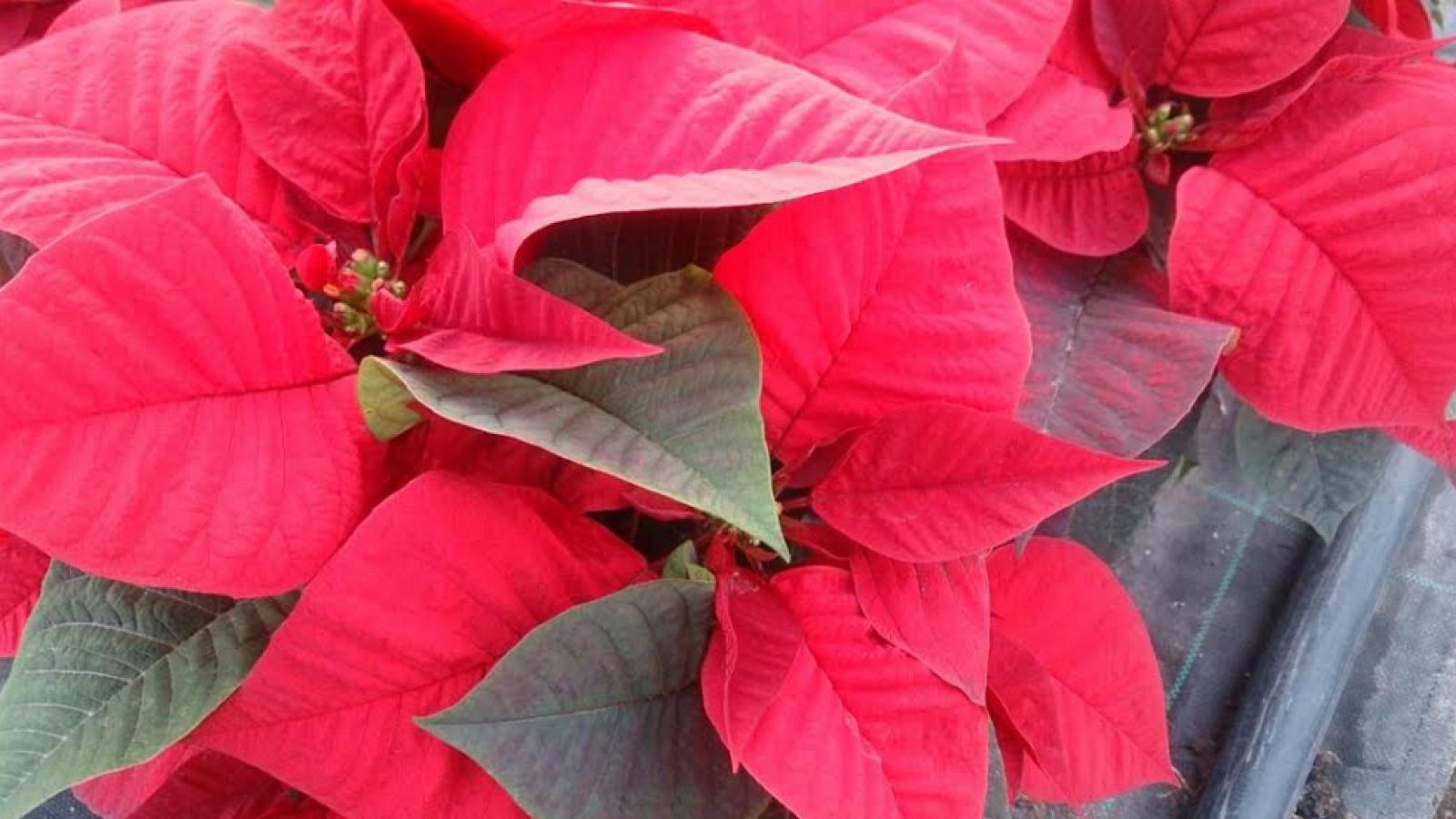 Cómo conservar la flor de Pascua