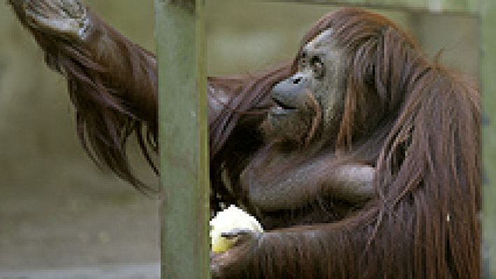 Telediario 1 - La Justicia argentina reconoce el derecho de una orangután a vivir en semilibertad
