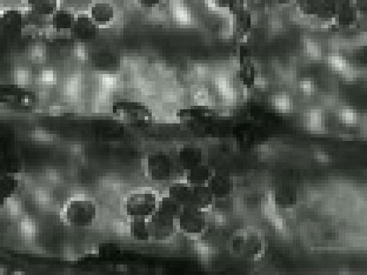 Archivo Histórico - EL MICROSCOPIO