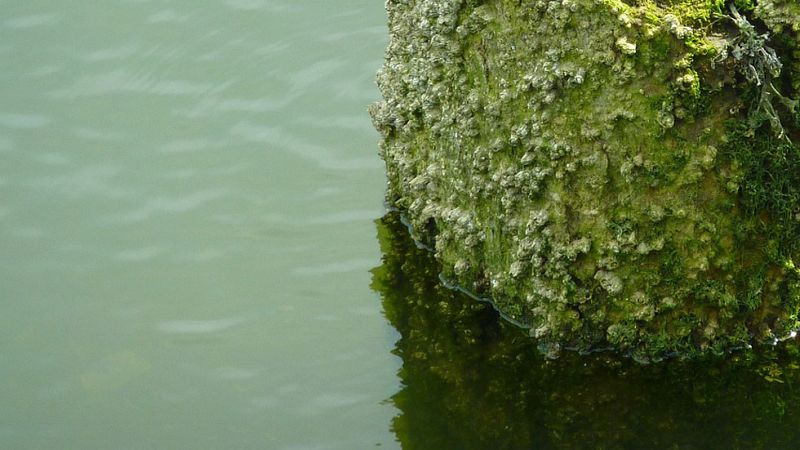 El kilo de percebes se vende en los mercados a unos 160 euros el kilo